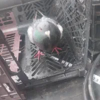 پلاکی گرفته