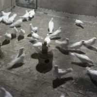 سفید کاکلی تیپ|پرنده|کهک, |دیوار