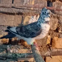 کفتر|حیوانات مزرعه|جوادآباد, |دیوار