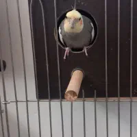 یک‌عدد‌عروس‌هلندی‌آماده‌اواز‌خوان