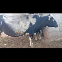 گاو شیری 3شکم زاییده  8ماه آبستن|حیوانات مزرعه|ساوه, |دیوار