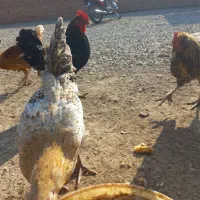 خروس  محلی|حیوانات مزرعه|هشتگرد, خور|دیوار