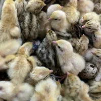 جوجه بلدرچین