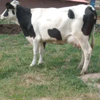 فروش گاو سمینتال شیری شکم اول با گوساله سمینتال