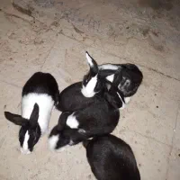 4خرگوش 6ماهه