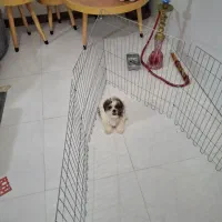 سگ به نام کوکو نژاد دار|سگ|کهریزک, |دیوار