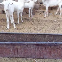 بز کهره سانن|حیوانات مزرعه|جهرم, |دیوار