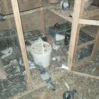 کفترپرشی کاشان