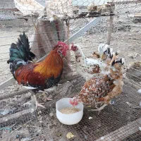 مرغ و خروس گلین|حیوانات مزرعه|دابودشت, |دیوار