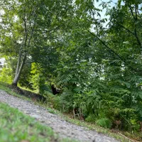 زمین اسکولک