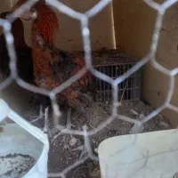 جوجه خروس لاری|حیوانات مزرعه|مشهد, امیریه|دیوار