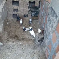 کبوتر ارزان