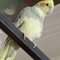 عروس هلندی نوجوان