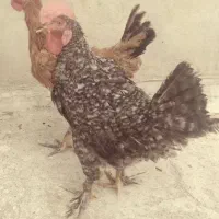 اردک نر و ماده خروس|حیوانات مزرعه|شیراز, حجت آباد|دیوار