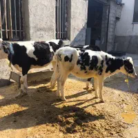 سه راس گوسال سیمینتال|حیوانات مزرعه|بیستون, |دیوار