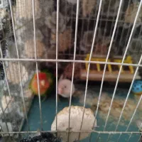 یک جفت طوطی برزیلی نروماده