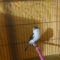 فروش یک جفت قناری نر و ماده