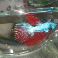 ماهی فایتر هالفمون