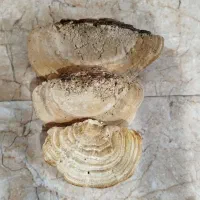 قارچ گانودرما|خوردنی و آشامیدنی|تهران, شهرک گلها (تهرانسر)|دیوار