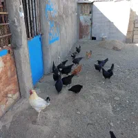 مرغ  سیاه فروشی صحیح سالم