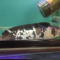 کت افریقایی|ماهی|بندرعباس, |دیوار