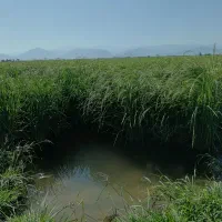 شالی دمسیاه