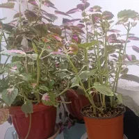 گل حسن یوسف|گل و گیاه طبیعی|گلبهار, شهر جدید گلبهار|دیوار