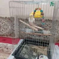 عروس هلندی نر دوساله سالم