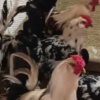 خروس‌ گلین‌ لری‌ اصل‌ و‌ خروس‌ گلپایگانی،بلک‌استار|حیوانات مزرعه|رضوانشهر, |دیوار