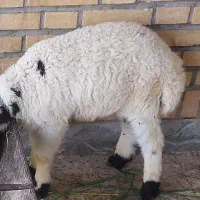 بره نر درجه ۱