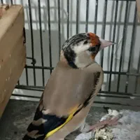 سهره ماده دورگ دودی عطیقه|پرنده|شیراز, تندگویان|دیوار