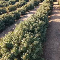 درختچه گل محمدی|گل و گیاه طبیعی|بادرود, |دیوار