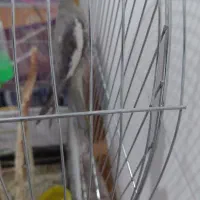 عروس هلندی|پرنده|اصفهان, عمان سامانی|دیوار