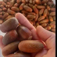 بلوط درجه یک