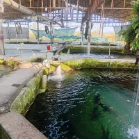 کارگر ساده پرورش ماهی آمل