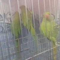 جوجه طوطی ملنگو