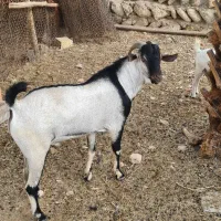 نری زیبای سومال ۲ ساله مخصوص داشت|حیوانات مزرعه|بندرعباس, |دیوار