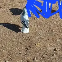 کبوتر بدرنگ روشن|پرنده|بوئین زهرا, |دیوار