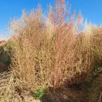 فروش جارو به صورت کلی وجزیی|لوازم نظافت|اسدآباد, |دیوار