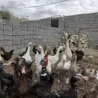 سیکا وغاز وقوغاز فروشی