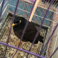 مرغ مینا سخنگو|پرنده|شیراز, آزادی|دیوار