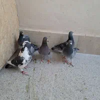 کبوتر المانی|پرنده|بیرجند, |دیوار