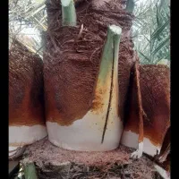 خرید و قطع نخل و درخت در جهرم، خ کاشانی ۱۳