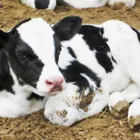 گوساله ماده هلشتاین اصیل رجیستر