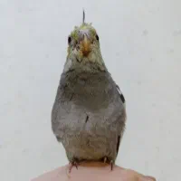 جوجه طوطی عروس هلندی|پرنده|امیدیه, |دیوار