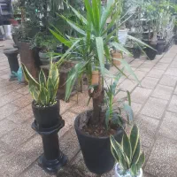 گل وگیاه اپارتمانی