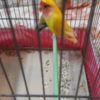 طوطی برزیلی مولد قیمت ۱۹۰۰