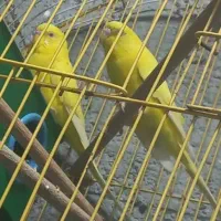 مرغ عشق|پرنده|شادگان, |دیوار