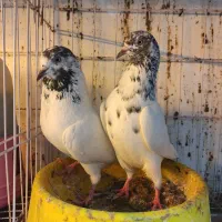 جفت کبوتر پرشی درجه یک