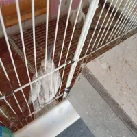 3 جفت با یک جفت مرغ عشق